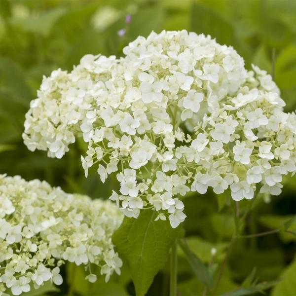 Hortensja krzewiasta ‘Lime Rickey’ – kwiatostan